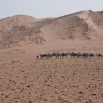 Tizi n'Tagorte-desert-Sahara-camel